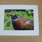 British Birds Photography - Male Pheasant -  Mounted Photograph.