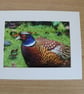 British Birds Photography - Male Pheasant -  Mounted Photograph.