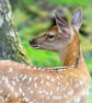 Fallow Deer Framed Photo - Image 2