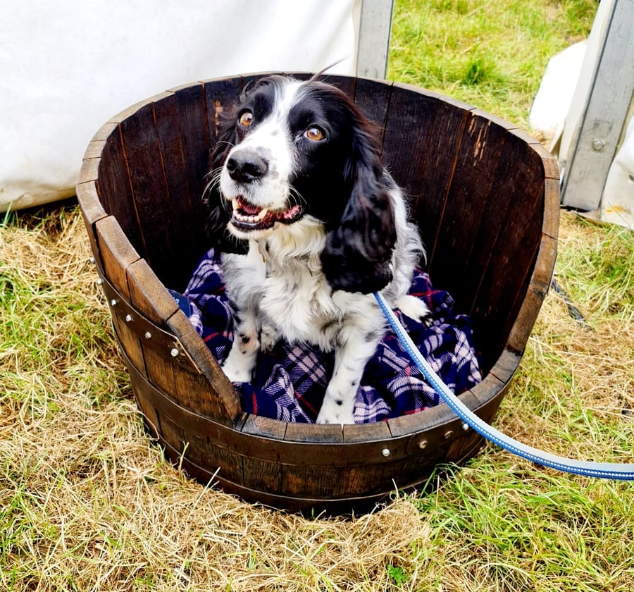 Solid Oak Small to Medium Round Dog Bed 