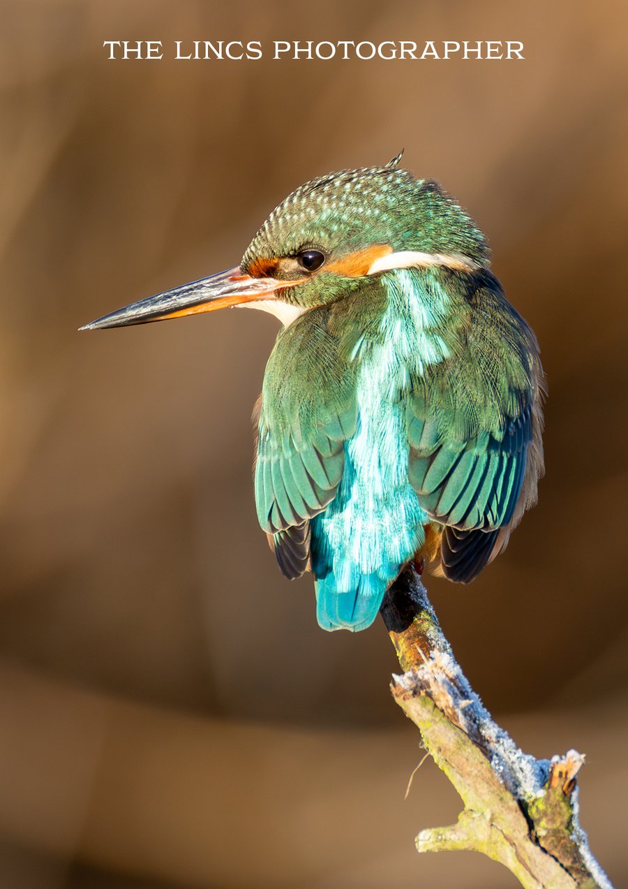 Kingfisher print (Limited edition of 10)