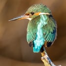 Kingfisher print (Limited edition of 10)