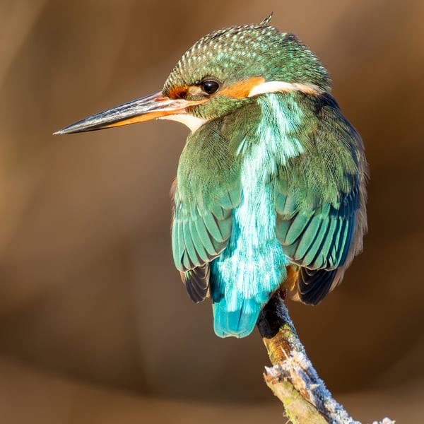 Kingfisher print (Limited edition of 10)