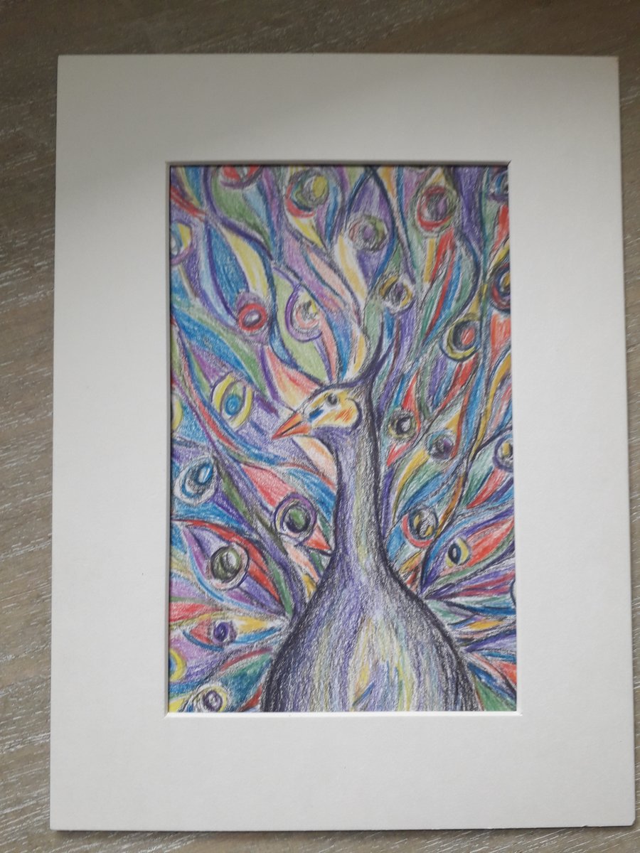 Peacock, colour and graphite pencil drawing.  