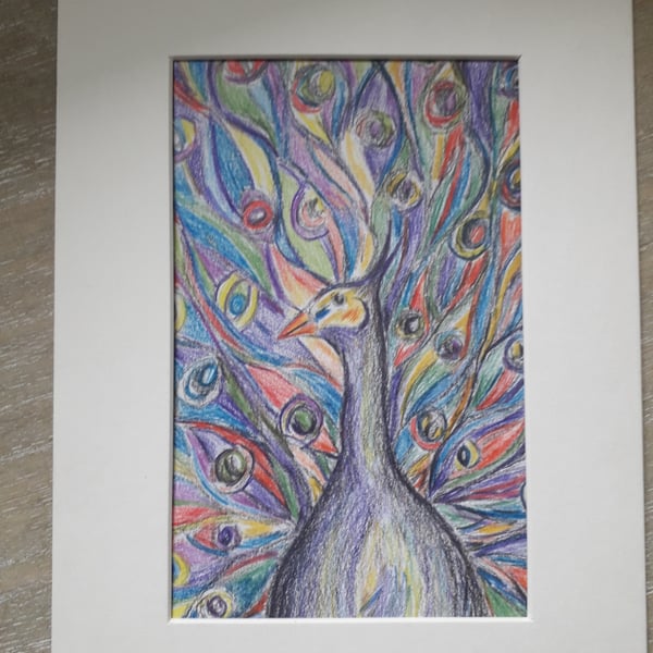Peacock, colour and graphite pencil drawing.  
