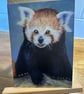 5x7 inch Red Panda Card