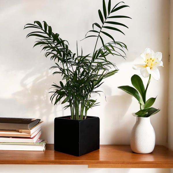 Black Plant Pot Cube - Square Pot Holder With Rounded Corners (cpp6)