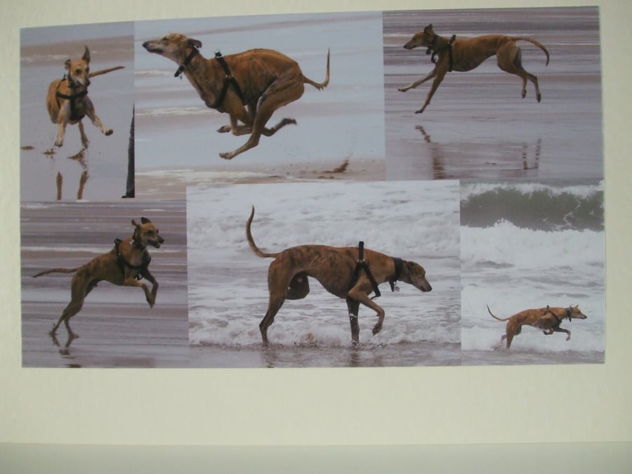 Montage of photos of a Lurcher.