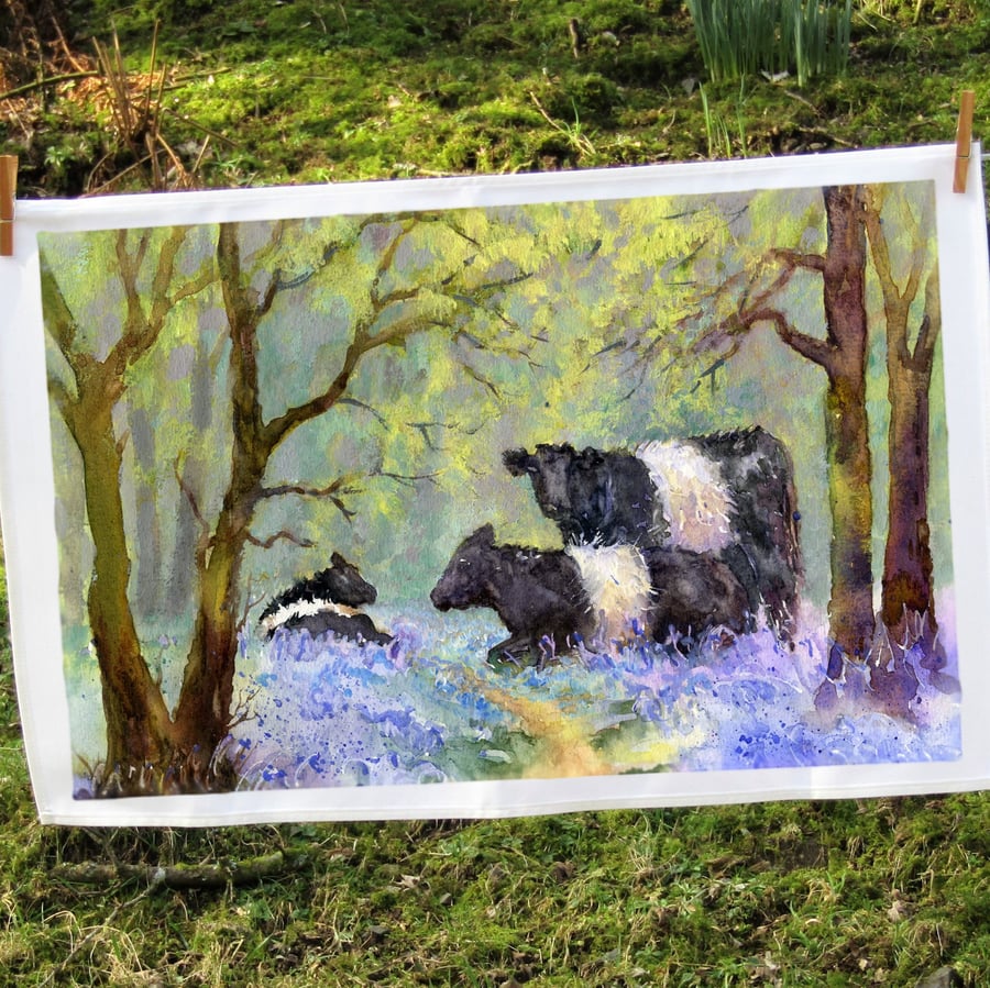 Belted Galloway Cotton Tea Towel