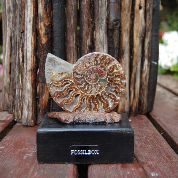 Polished ammonite on drift wood