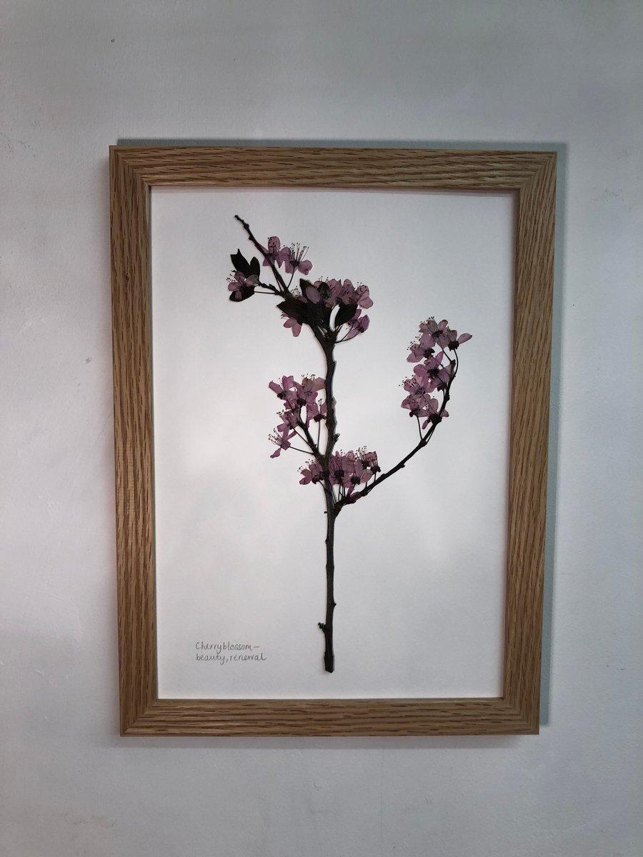 Pressed Cherry blossom, framed in oak- A4