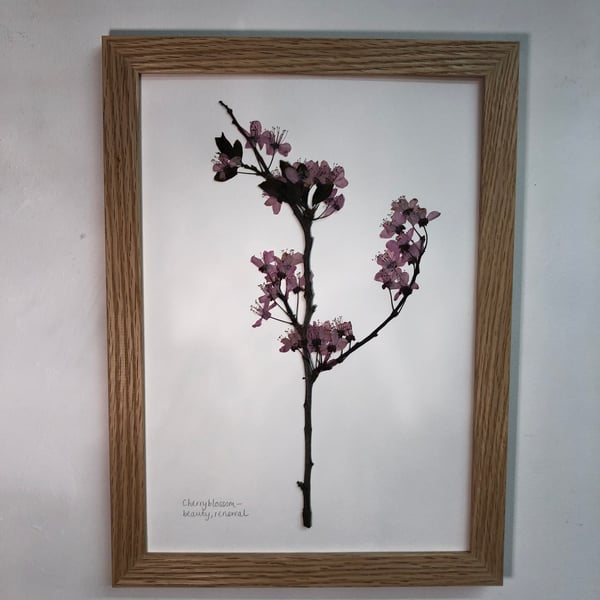 Pressed Cherry blossom, framed in oak- A4