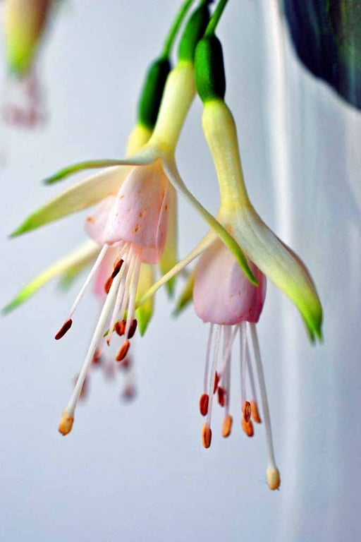 White Fuchsia Hawkshead Summer Flower Photograph Print