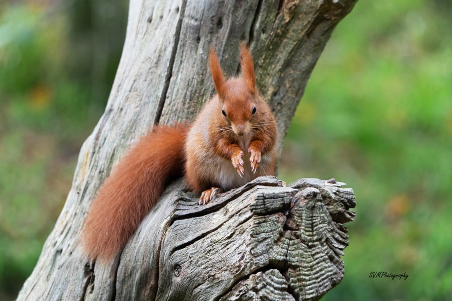 Original Hand-Signed Limited Edition Photos of Red Squirrels