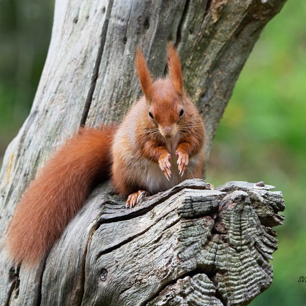 Original Hand-Signed Limited Edition Photos of Red Squirrels