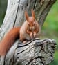 Original Hand-Signed Limited Edition Photos of Red Squirrels - Image 1