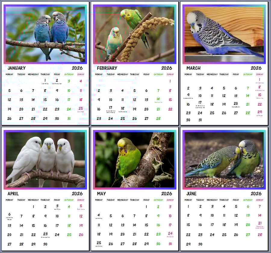 2026 A4 Calendar Budgie Parrots Birds Fancy Pet 