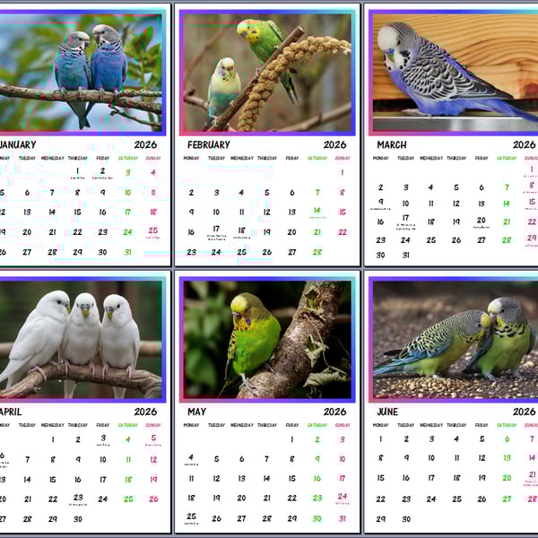 2026 A4 Calendar Budgie Parrots Birds Fancy Pet 