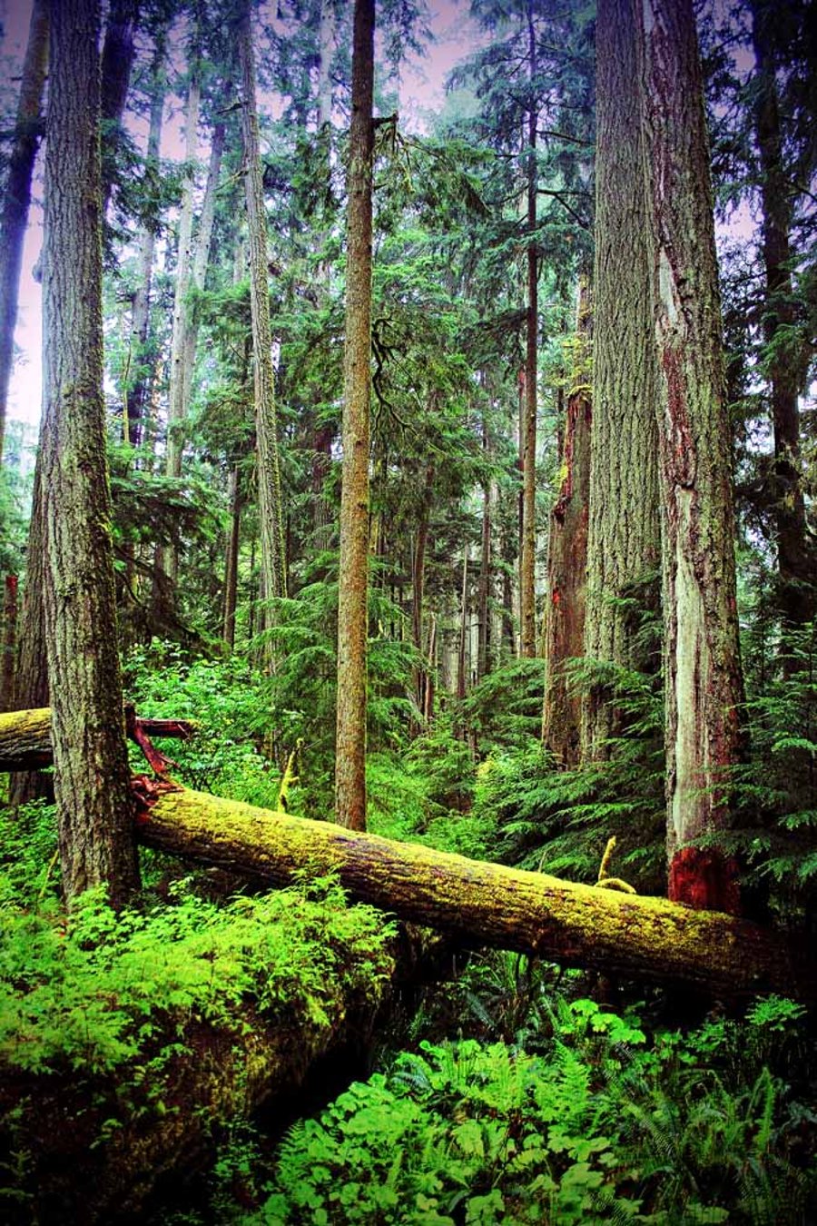 Carmanah Valley Ancient Rainforest Vancouver Island Canada Photograph Print