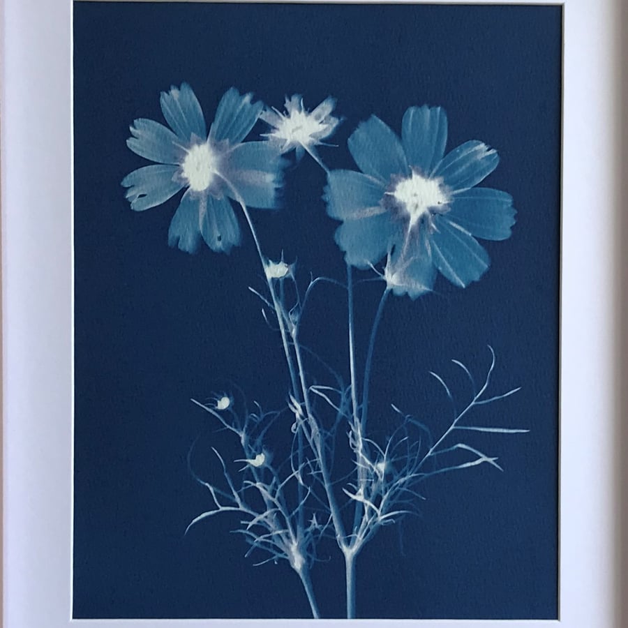 Botanical Art, Cyanotype of Cosmos, October Birthday, pretty gift.