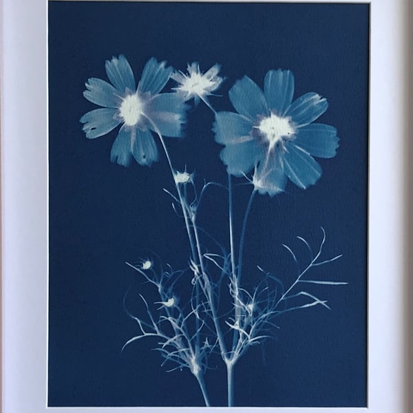 Botanical Art, Cyanotype of Cosmos, October Birthday, pretty gift.