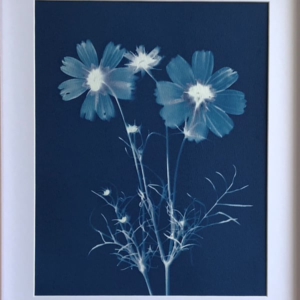 Nabhas - Botanical Cyanotype of Cosmos blooms.