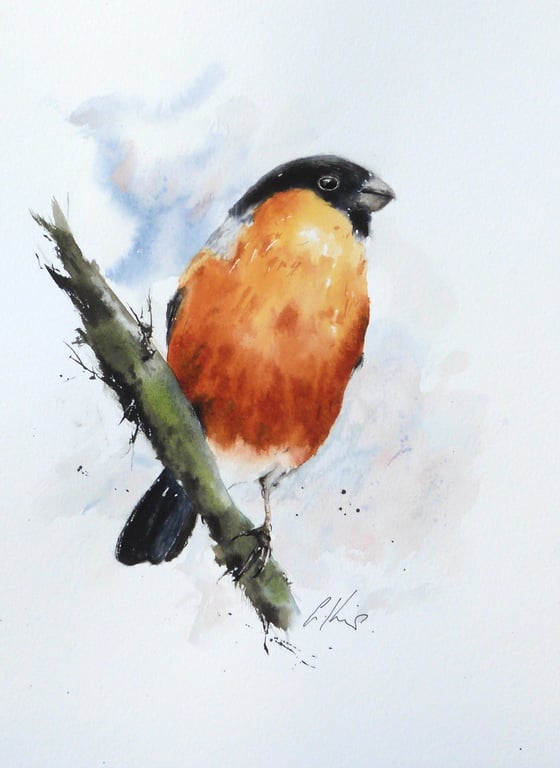 Bullfinch, Original Watercolour Painting.