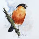 Bullfinch, Original Watercolour Painting.