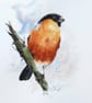 Bullfinch, Original Watercolour Painting.