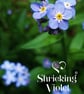 Sterling Silver Forget-Me-Not Teardrop Pendant Necklace - Image 4