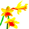 Daffodils Birthday Card