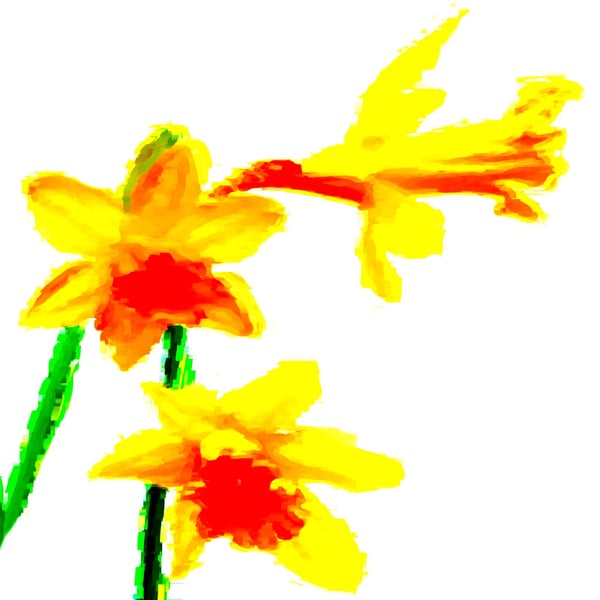 Daffodils Greeting, Birthday Card