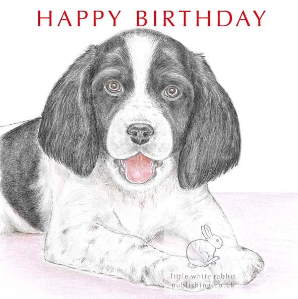 Sally the Springer Spaniel - Birthday Card