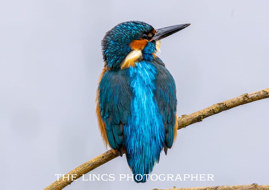 Kingfisher print (Limited edition of 10)