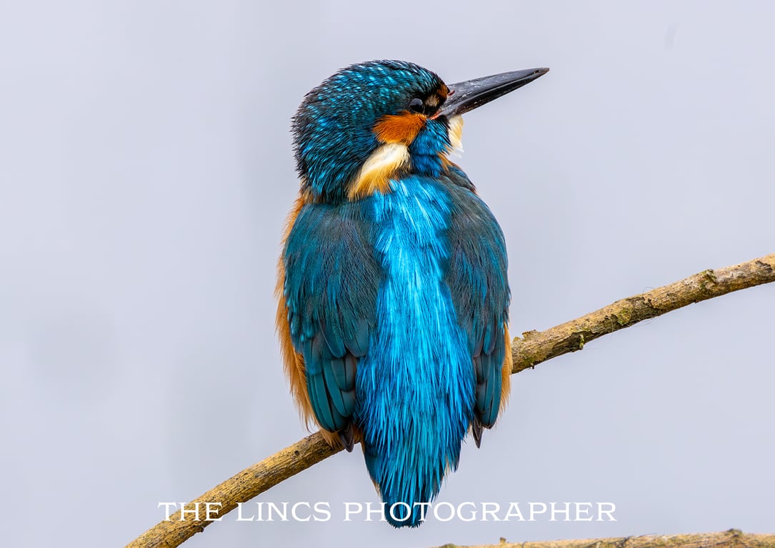 Kingfisher print (Limited edition of 10)