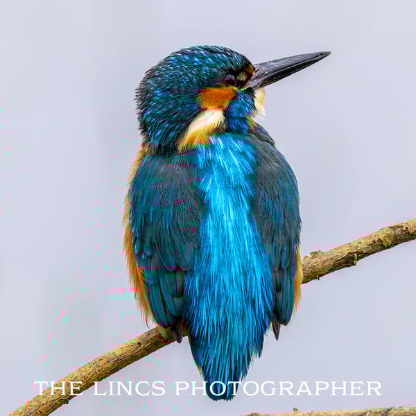 Kingfisher print (Limited edition of 10)