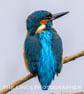Kingfisher print (Limited edition of 10) - Image 1