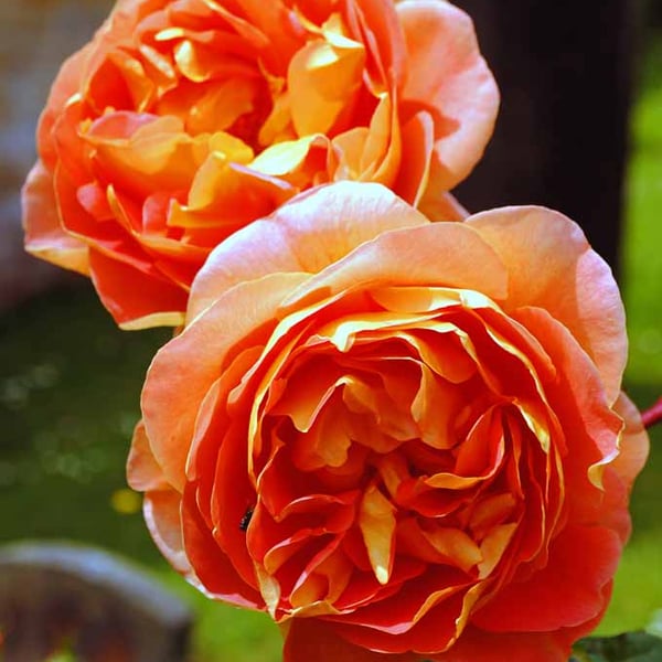 Orange Rose Summer Flower Perennial Flowering Plant Photograph Print