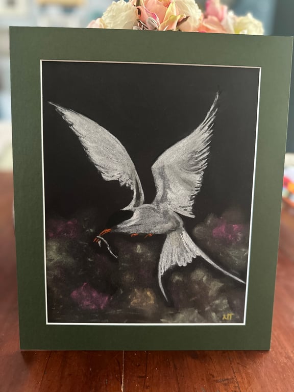 Original Chalk Pastel Painting Coastal Bird - Tern - Framed
