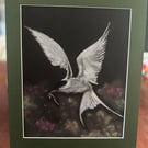 Original Chalk Pastel Painting Coastal Bird - Tern - Framed