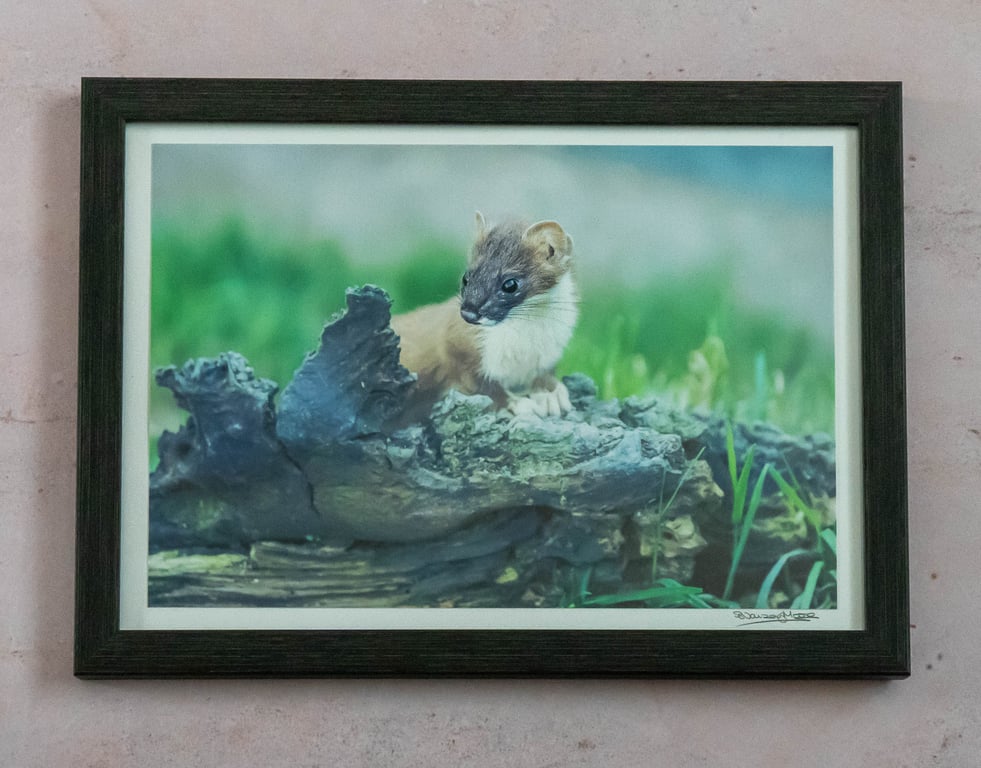 Weasel - Framed Photo
