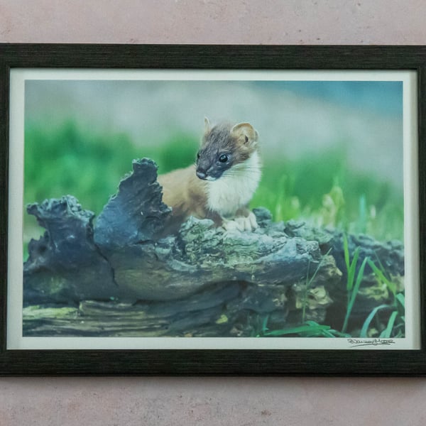 Weasel - Framed Photo