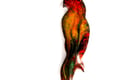 birds
