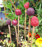  Cane Tops - Handmade for your Bamboo Sticks - Image 1