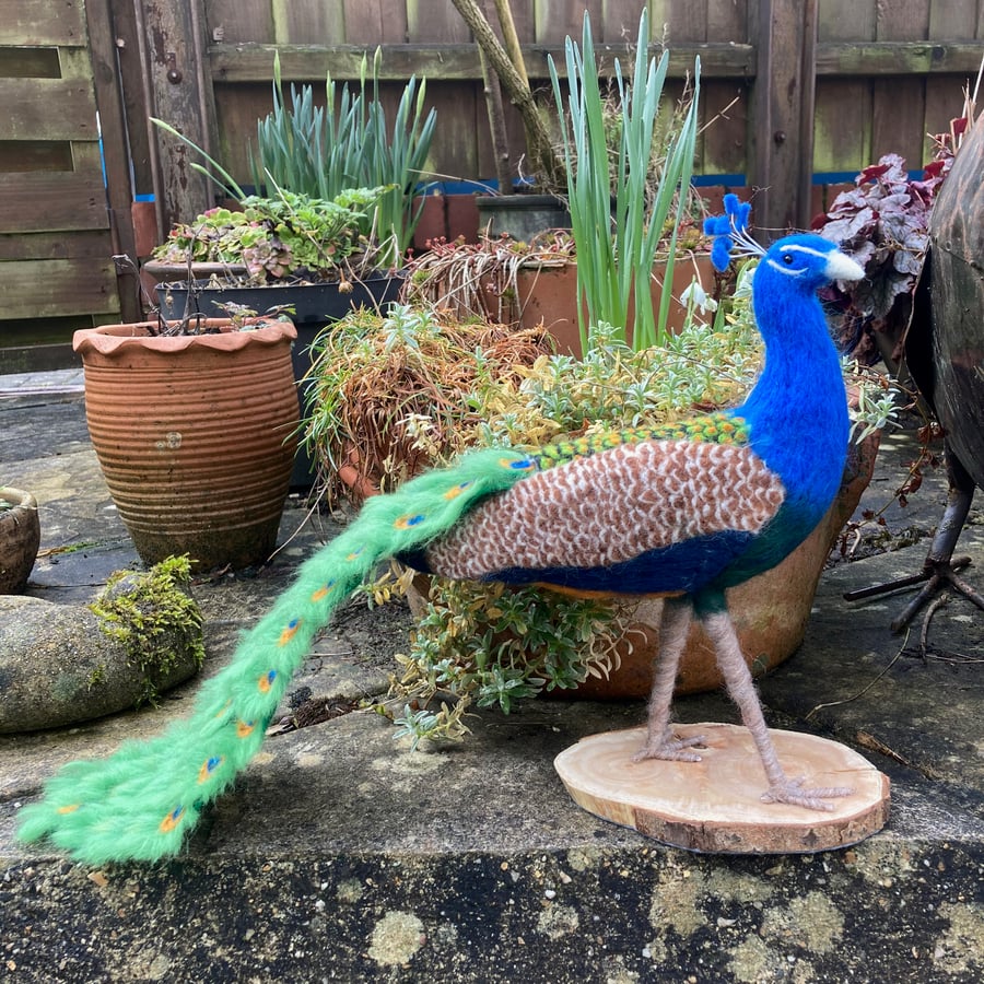 Peacock, needle felted model