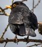 Ethically Made A6 Bird Greetings Cards - Pack of 8 - Image 3