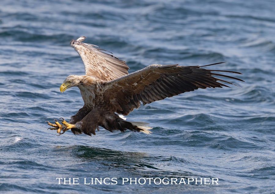 White tailed eagle fishing print (limited edition of 10)