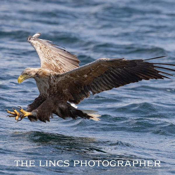White tailed eagle fishing print (limited edition of 10)