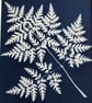 A unique handmade Cyanotype Photogram- Sweet Cicely Leaf, - Image 2