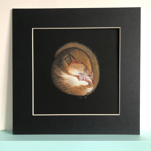 'Snuggle Up' is a limited edition, mounted, Giclee print of a hazel dormouse